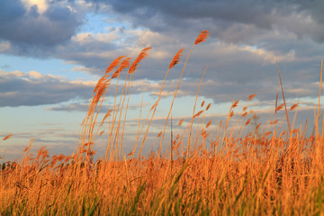 reed at sunset and beautiful cloudy sky
