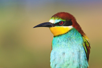 beautiful exotic bird with a long beak