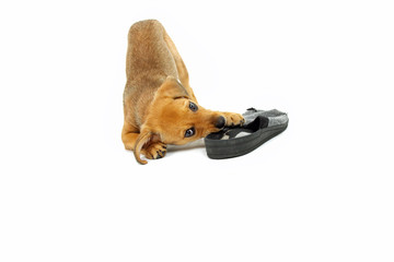 welpe macht sich über einen Hausschuh her © K.- P. Adler