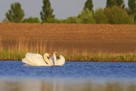 pair of swans on blue water