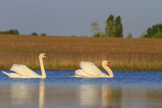 swans one by one floating on the lake