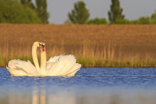 mating dance of white swans