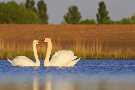 pair of beautiful swans dancing in a marriage