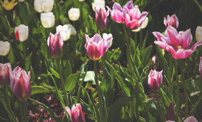 Fototapeta premium Fresh colorful tulips in spring. Instagram