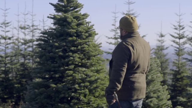 Man Inspects Christmas Tree, Touches Branches, Prepares To Cut It Down, His Little Boy Watches