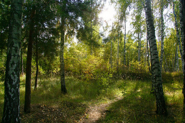 Golden autumn in the forest and bright sunlight through the leaves.
