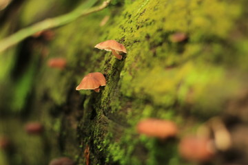 Mini Mushroom