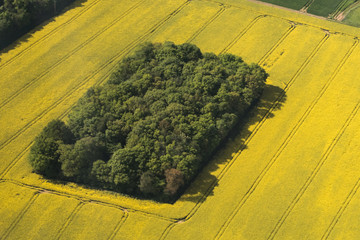 Champs de colza près de Paris, vus d'avion