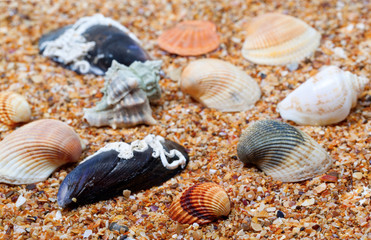 Seashells on sand in sunny day