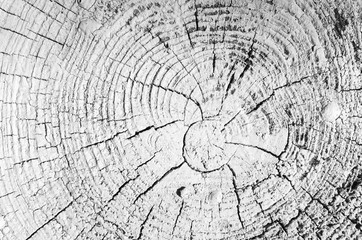 Circular pattern of old wooden log section