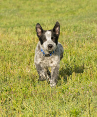 Naklejka na ściany i meble Happy Texas Heeler puppy running towars viewer in green grass