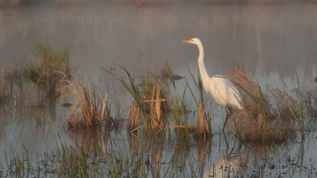 Great Egret in marsh with shallow fog. 