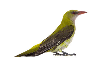 Young Eurasian Golden Oriole (Oriolus oriolus)