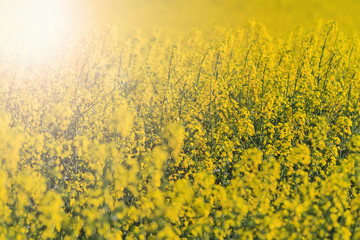 Obraz premium yellow flowers planted for growing oil industry and alternative fuel