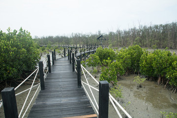 Obraz premium Mangrove forest walkway
