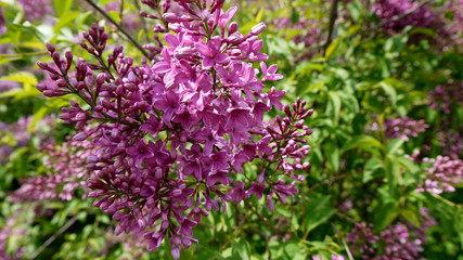 Lilac flower image. Beautiful spring lilac flower
