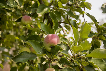 Green fruit apples with a bit of pink ripening on the branch of tree. Summer