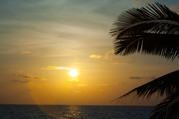 Beautiful sunset with palm