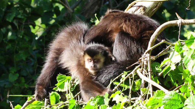 Um macaco-prego catando parasitas em outro.