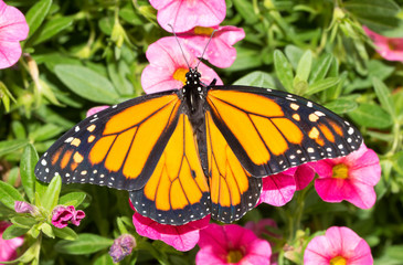 Beautiful Monarch butterfly on pink Calibrachoa blooms