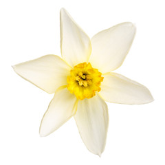 Fototapeta na wymiar Narcissus flower photographed close-up, isolated on white background.