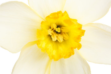 Narcissus flower photographed close-up, isolated on white background.