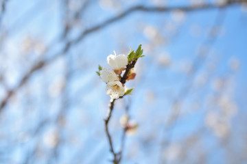 Blooming white cherry branches against blue sky at springtime, selective focus. Flowering season.     