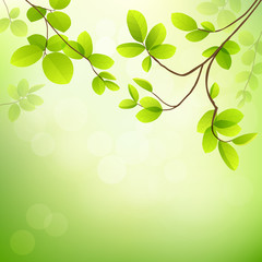 Fresh Tropical green leaves on natural background. vector illustration