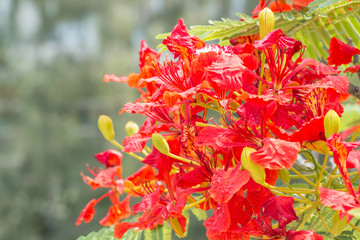 Red and orange flowers, Delonix regia on tree.