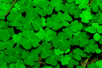 Background From Green Clover Leafs