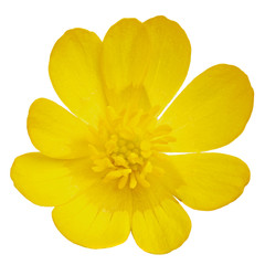 A blossoming buttercup flower is photographed macro. Isolated on white background.