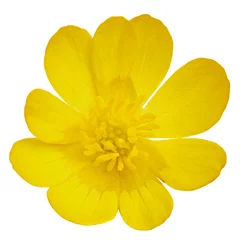 Papier Peint photo Lavable Fleurs A blossoming buttercup flower is photographed macro. Isolated on white background.