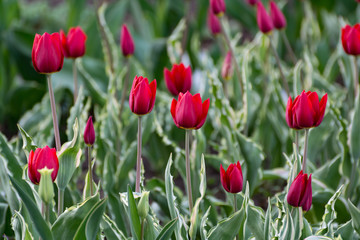 There are many red tulips in the spring garden.