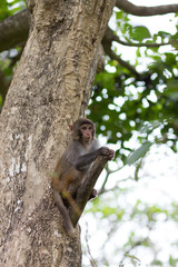 small rhesus monkey is sitting on a tree