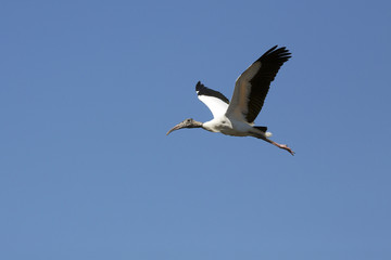 Fototapeta na wymiar Wood stork flying in a clear blue sky in Florida.