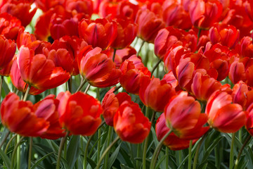 There are many red tulips in the spring garden.