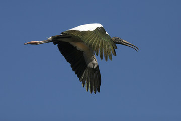 Wood stork flying in a clear blue sky in Florida.