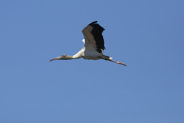 Wood stork flying in a clear blue sky in Florida.