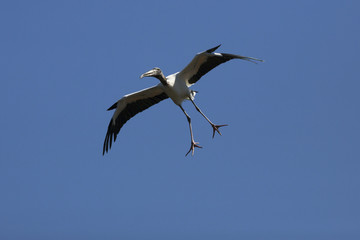 Wood stork flying with legs dangling in Florida.