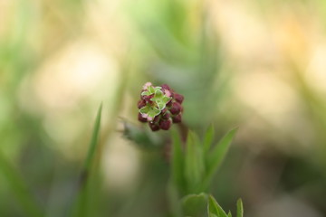 Petite pimprenelle (Sanguisorba minor)