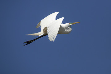 Great egret flying in a clear blue sky in Florida.