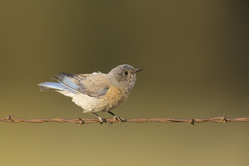 Western Bluebird Female