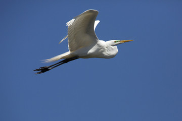 Great egret flying in a clear blue sky in Florida.