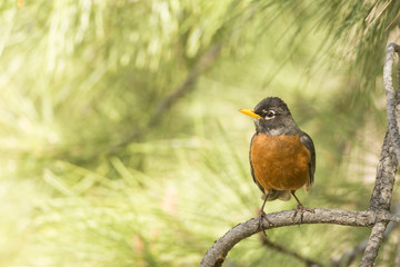 American Robin