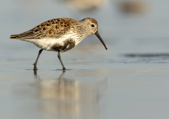Dunlin at Sunset