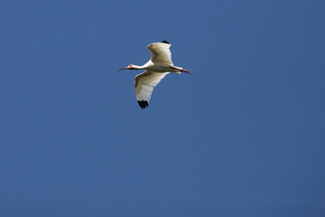 White ibis flying in a clear blue sky in Florida.