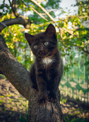Маленький чёрный котёнок на весеннем фруктовом дереве