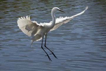 Great egret landing in the water in Florida.