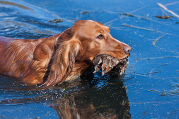hunting dog holding a prey in the water