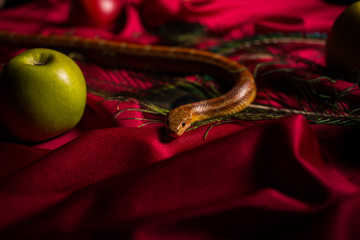 The serpent tempter on the table with apples